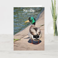 smiling duck