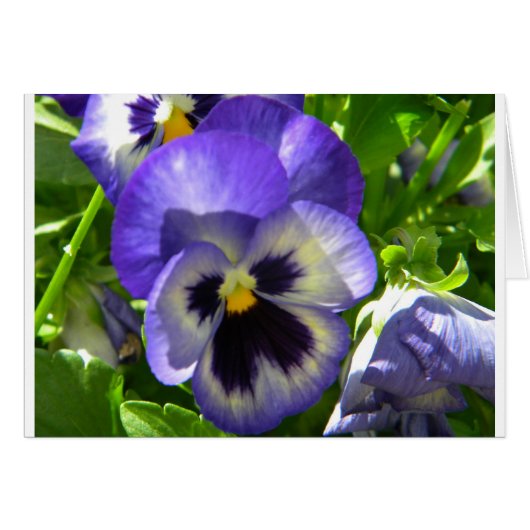 Smiling Flower Cards (Front Horizontal)