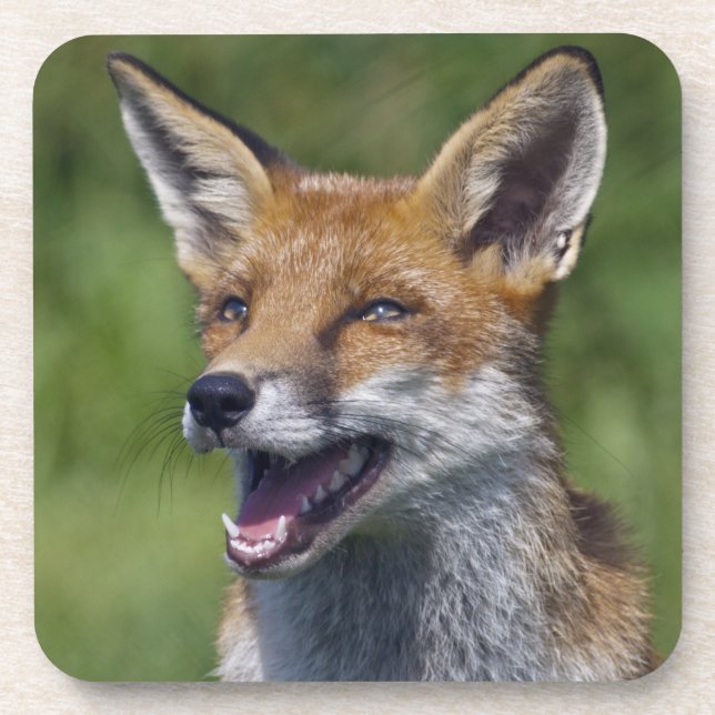 Smiling Fox Set of 6 Coasters (Front)