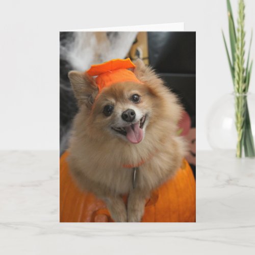 Smiling Foxy Pomeranian Puppy in Pumpkin Halloween Card