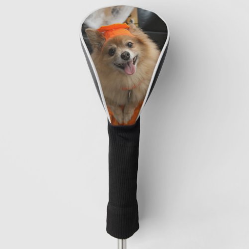 Smiling Foxy Pomeranian Puppy in Pumpkin Halloween Golf Head Cover