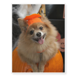 Smiling Foxy Pomeranian Puppy in Pumpkin Halloween Temporary Tattoos