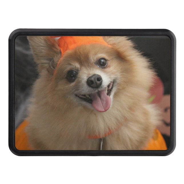 Smiling Foxy Pomeranian Puppy in Pumpkin Halloween Trailer Hitch Cover (Front)