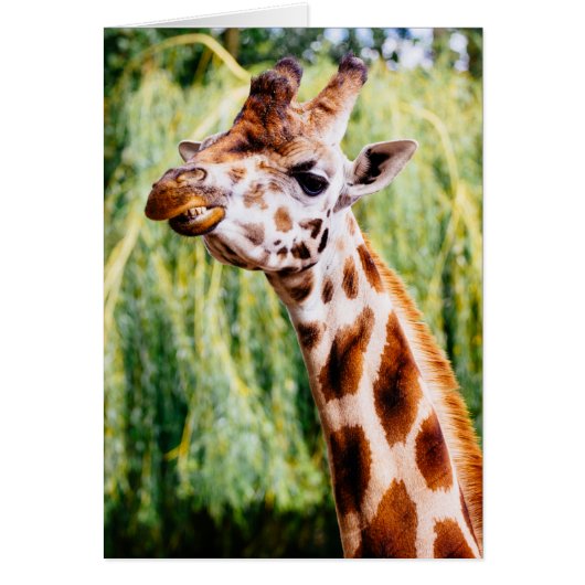 Smiling Giraffe, Animal Showing Its Teeth Cards (Front)
