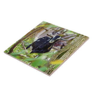 Smiling Goat Ceramic Tile