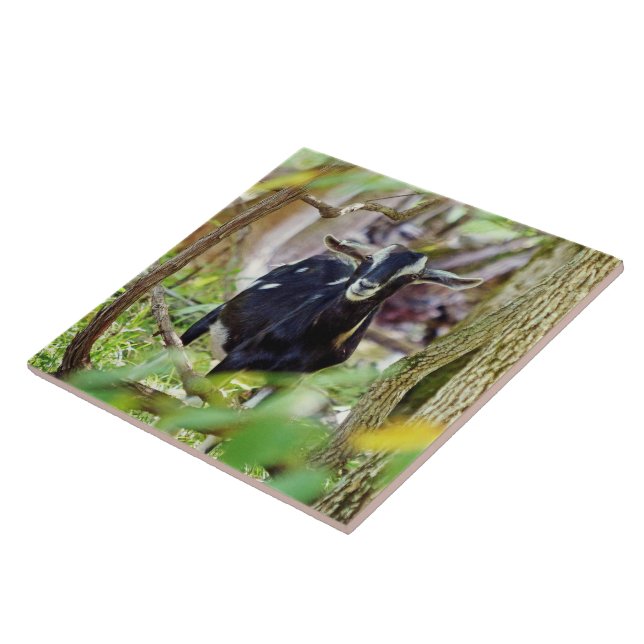 Smiling Goat Ceramic Tile (Side)