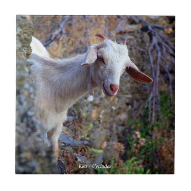 Smiling goat ceramic tile (Front)