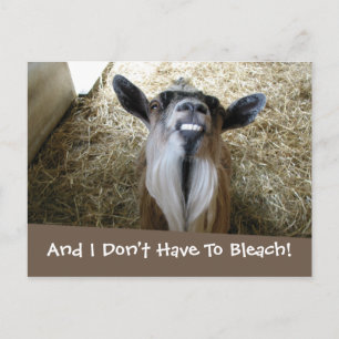 Smiling Goat Postcard