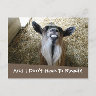 Smiling Goat Postcard