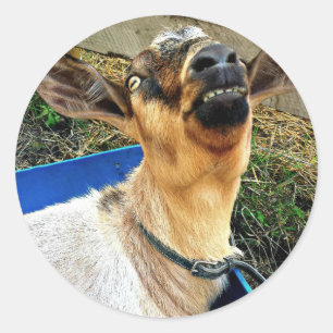 Smiling Goat - Sheet of Stickers