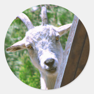 Smiling Goat stickers