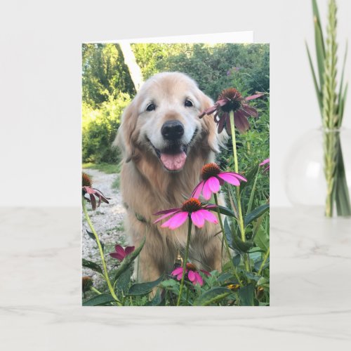 Smiling Golden Retriever Among Pink Flowers Blank Card