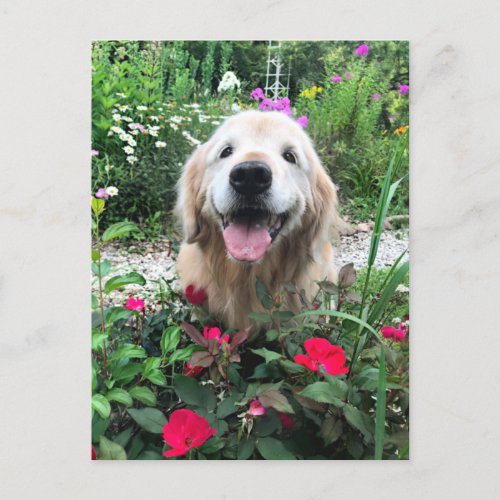 Smiling Golden Retriever Dog Among Flowers Blank Postcard