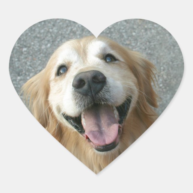 Smiling Golden Retriever Heart Sticker (Front)