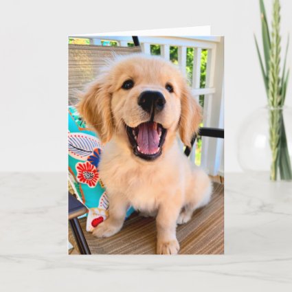 Smiling Golden Retriever Puppy Hello