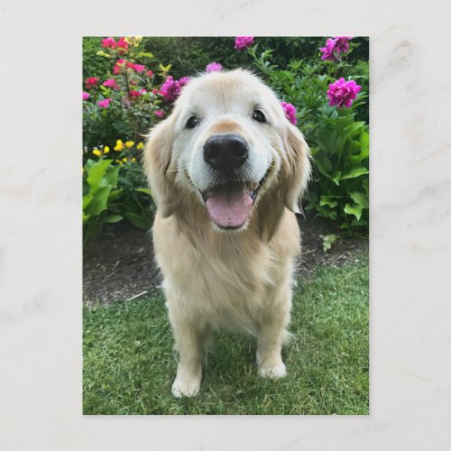 Smiling Golden Retriever with Flowers Thank You Postcard