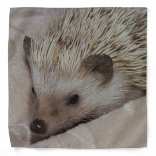 Smiling Hedgehog Bandana