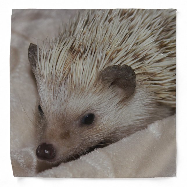 Smiling Hedgehog Bandana (Front)