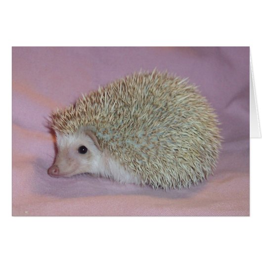 Smiling hedgehog cards (Front Horizontal)