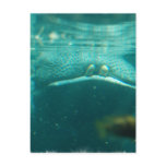 Smiling Hippo Postcard