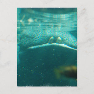 Smiling Hippo Postcard
