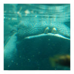 Smiling Hippo  Poster
