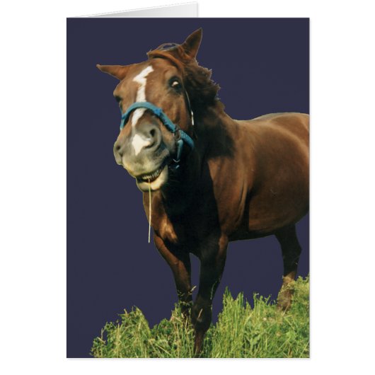 Smiling Horse Cards (Front)
