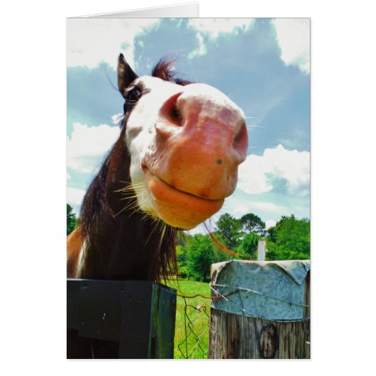 Smiling Horse Cards (Front)