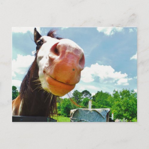 Smiling Horse Postcard