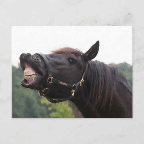 smiling horse postcard