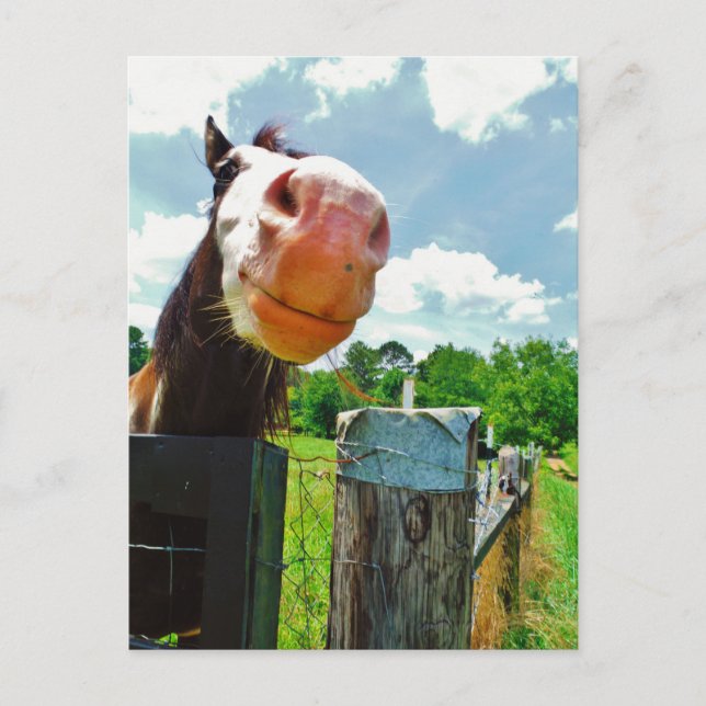 Smiling Horse Postcard (Front)