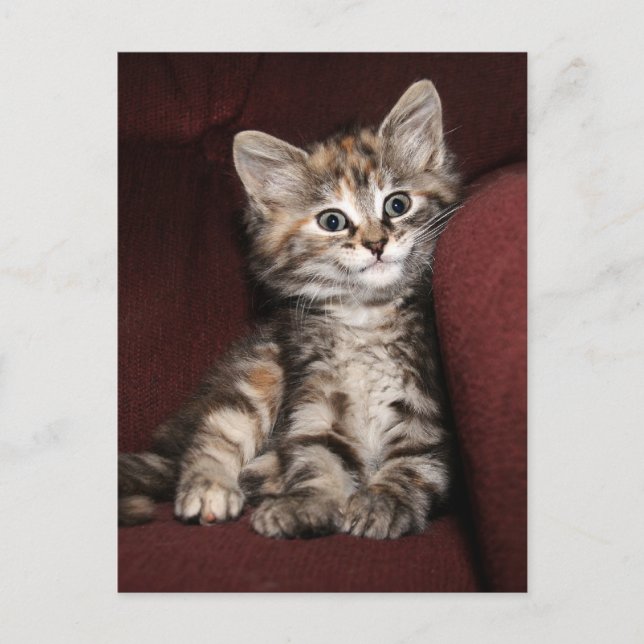 Smiling kitten postcard (Front)