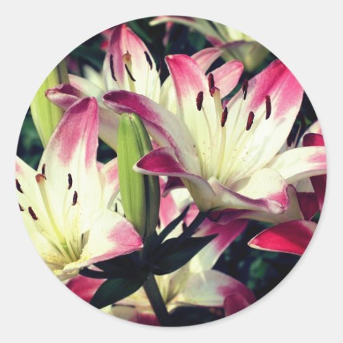 Smiling Lily Flowers  Classic Round Sticker