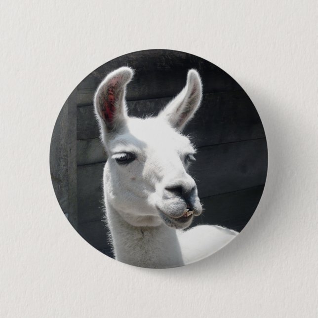 Smiling Llama Button (Front)
