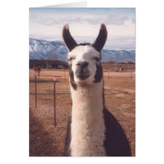 "Smiling Llama" Cards (Front)
