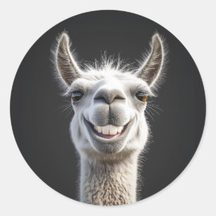 Smiling Llama Close-Up Classic Round Sticker