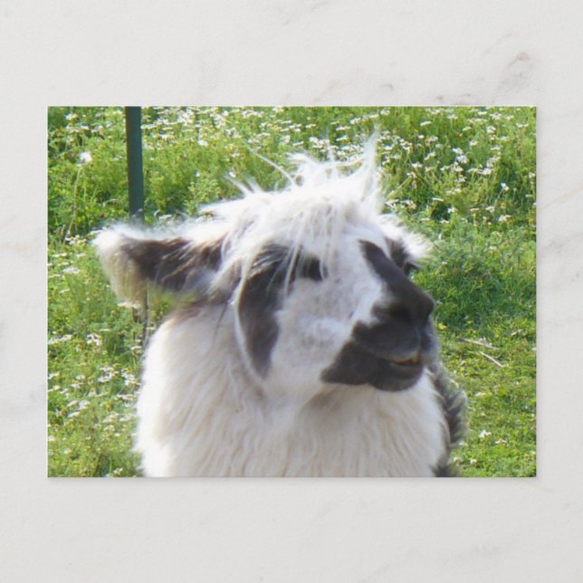 Smiling Llama  Postcard (Front)