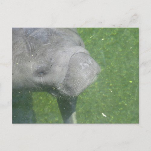 Smiling Manatee Animal Water Photo Postcard