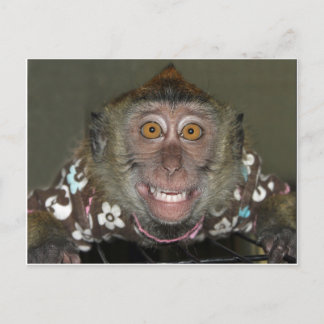 Smiling Monkey Postcard