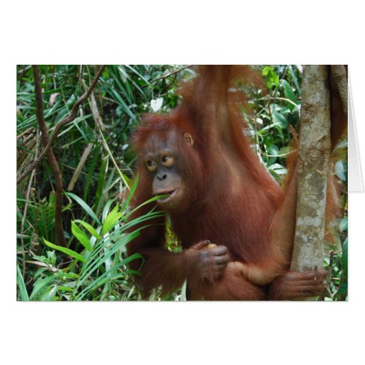 Smiling Orangutan Cards (Front Horizontal)