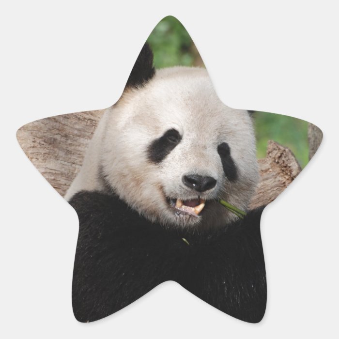 Smiling Panda Bear Star Stickers