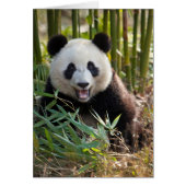 Smiling Panda Portrait (Front)