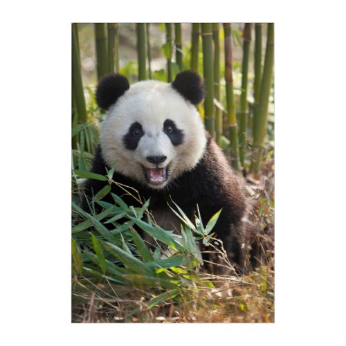 Smiling Panda Portrait Acrylic Print