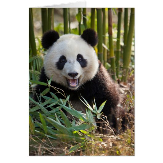 Smiling Panda Portrait Cards (Front)