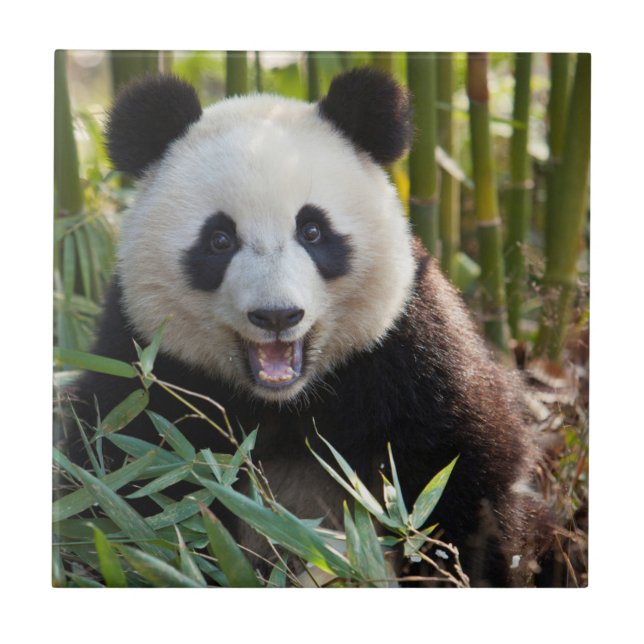 Smiling Panda Portrait Ceramic Tile (Front)