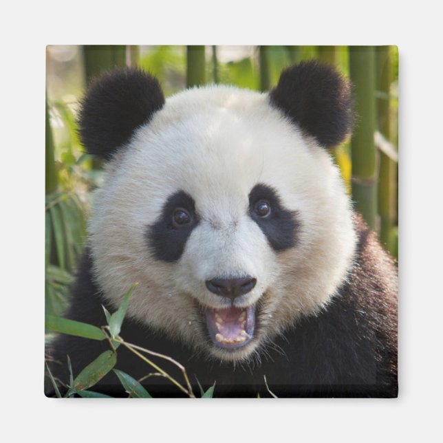 Smiling Panda Portrait Magnet (Front)