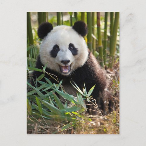 Smiling Panda Portrait Postcard