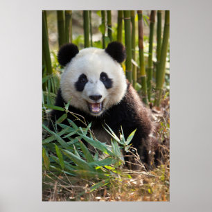 Smiling Panda Portrait Poster