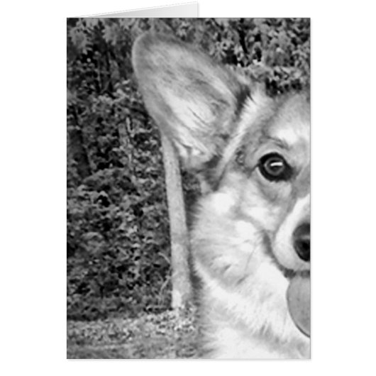 Smiling Pembroke Corgi (Front)