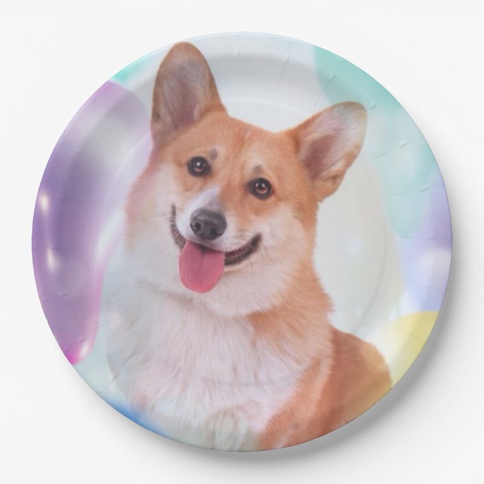 corgi plates